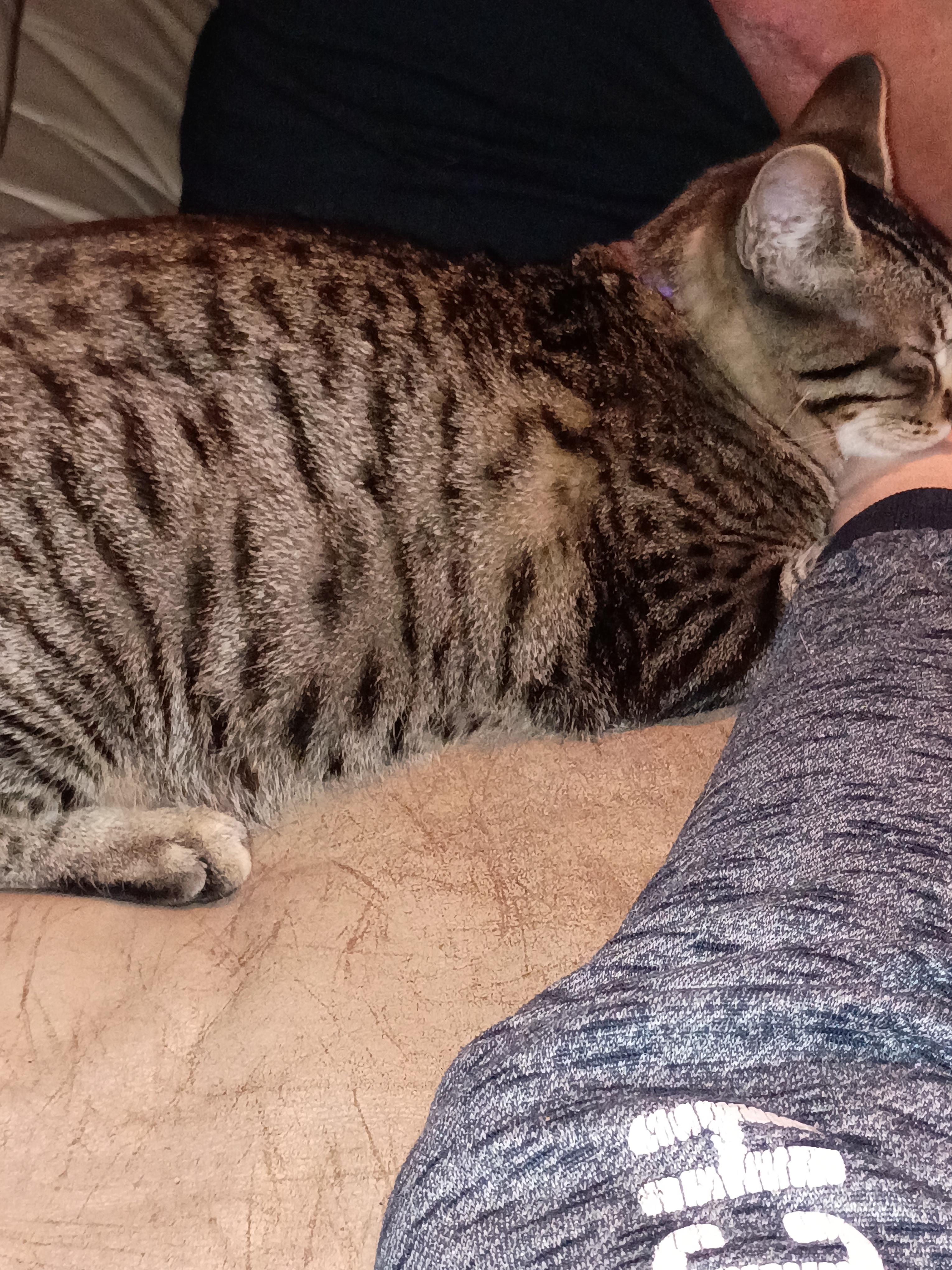 lost cat named Me Me